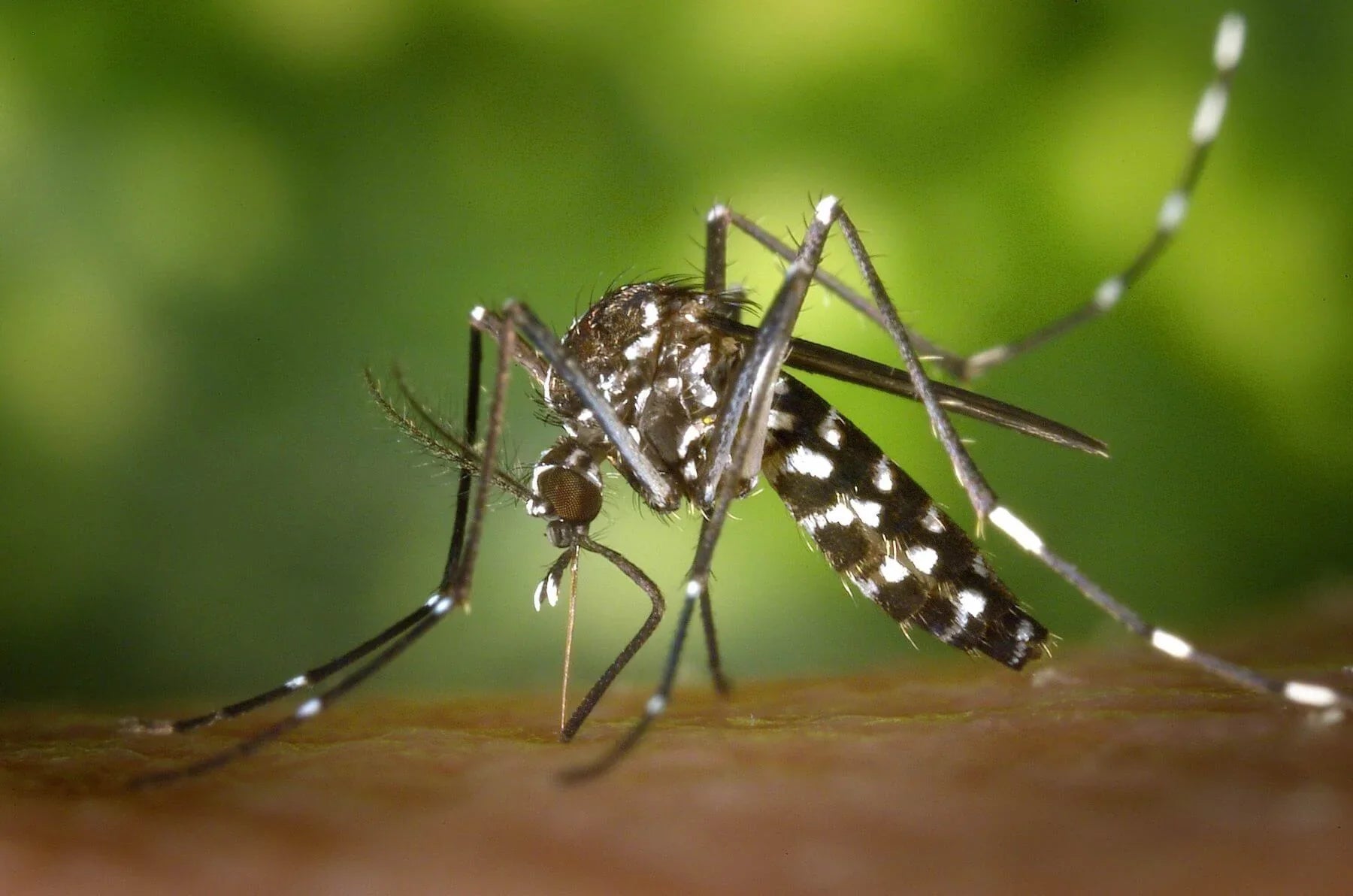 Don’t Let Mosquitoes Ruin Your Adventure: How to Keep Bugs Away During Outdoor Activities
