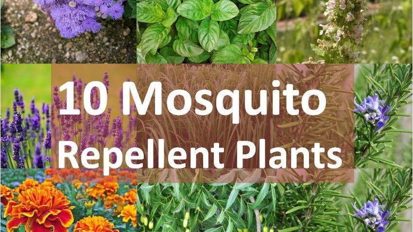 Natural Plant Barriers: 10 Beautiful Outdoor Plants That Help Keep Mosquitoes Away