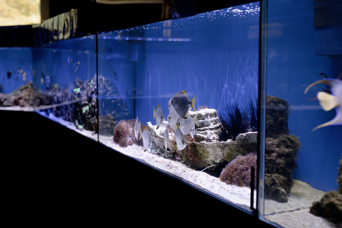 Saltwater vs. Freshwater Aquarium UV Sterilizer Maintenance: Key Differences, Cleaning Tips, and Best Practices