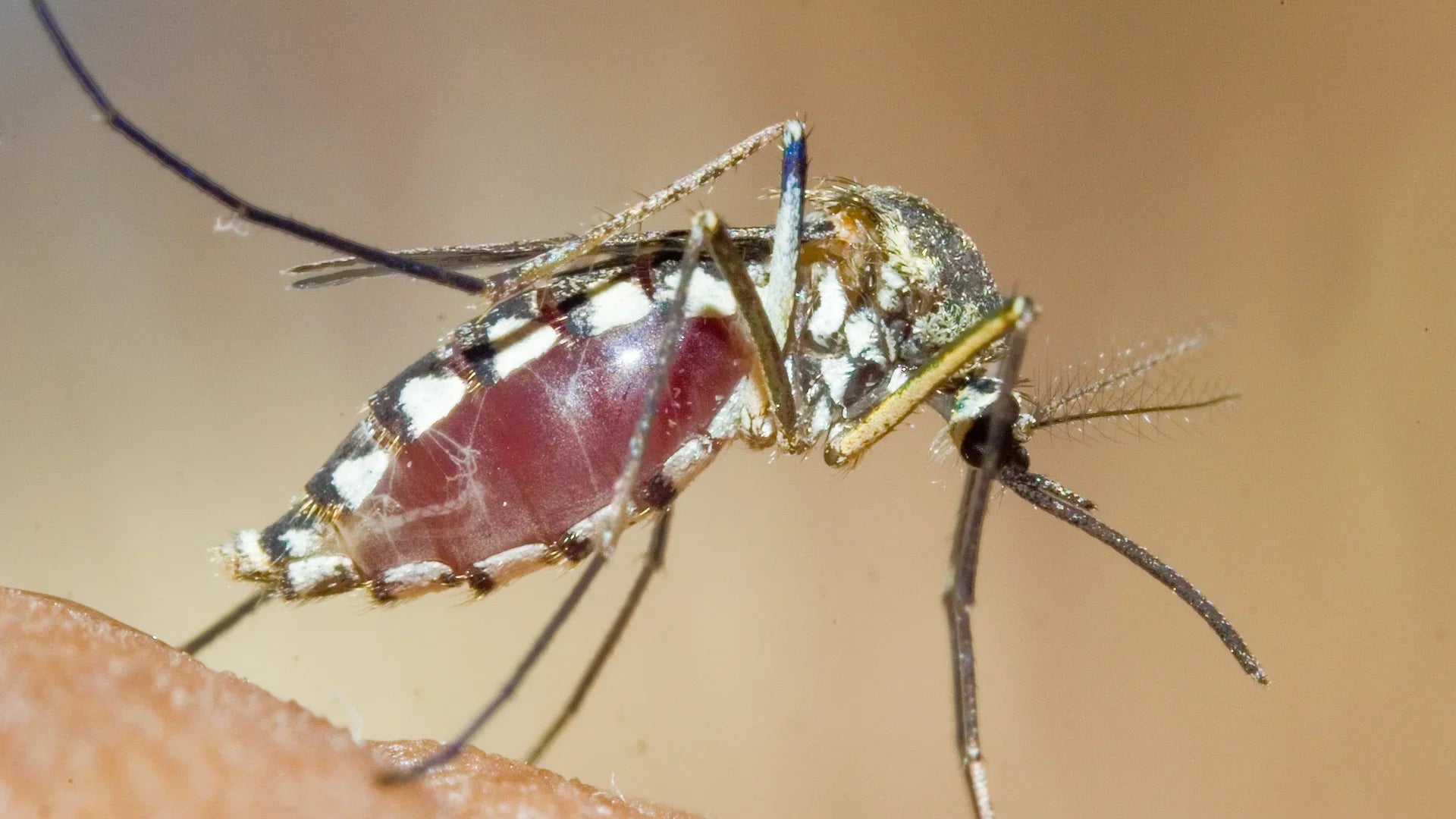 Why Mosquitoes Always Seem to Target You: The Science Behind Mosquito Attraction and How to Become Less Appealing to Bites