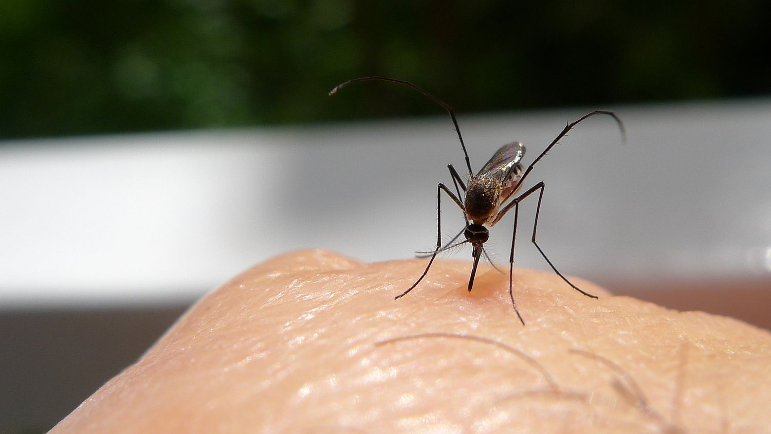 Why Do Mosquitoes Always Bite You? The Biology Behind “Mosquito Magnet” Syndrome