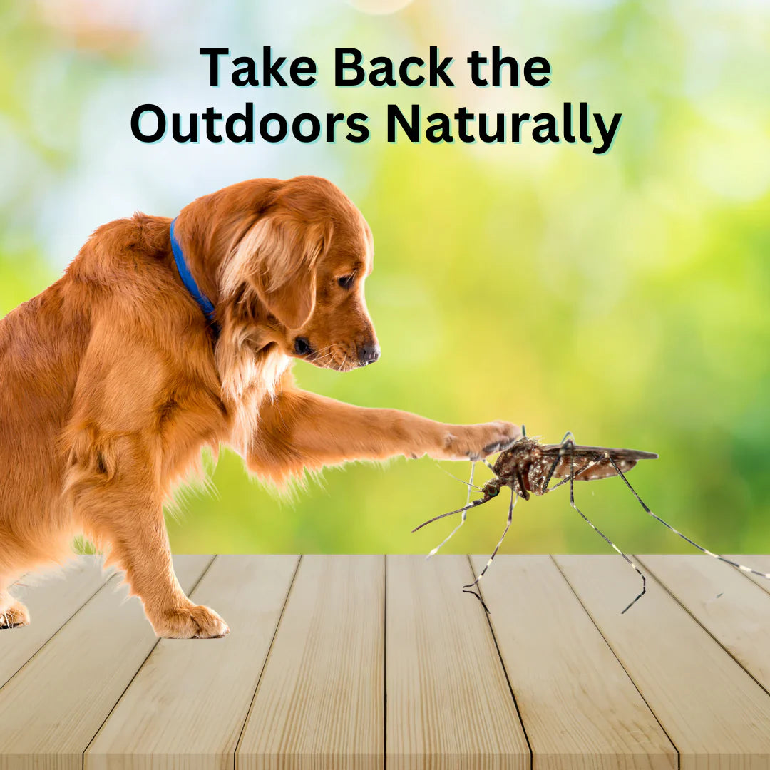 Protecting Your Furry Family: How to Choose Safe Outdoor Mosquito and Tick Protection for Pets