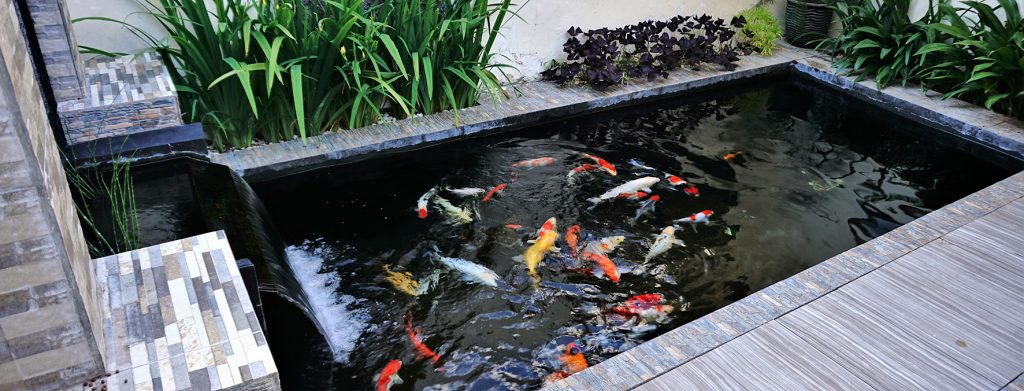 Koi Haven: Building the Perfect Ecosystem for Nishikigoi