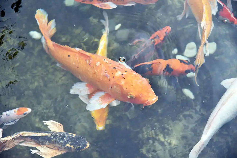 Hard Water or Soft Water? How Regional Water Conditions Affect Koi Color Development