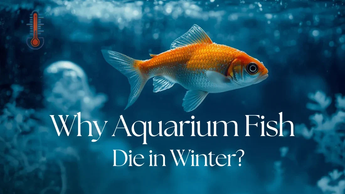 What to Do When Your Aquarium Loses Power in Winter: An Emergency Guide to Insulation, Temperature Control, and Fish Survival