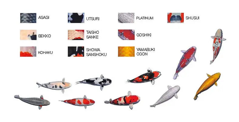 The Living Jewels: Comprehensive Guide to Koi Varieties