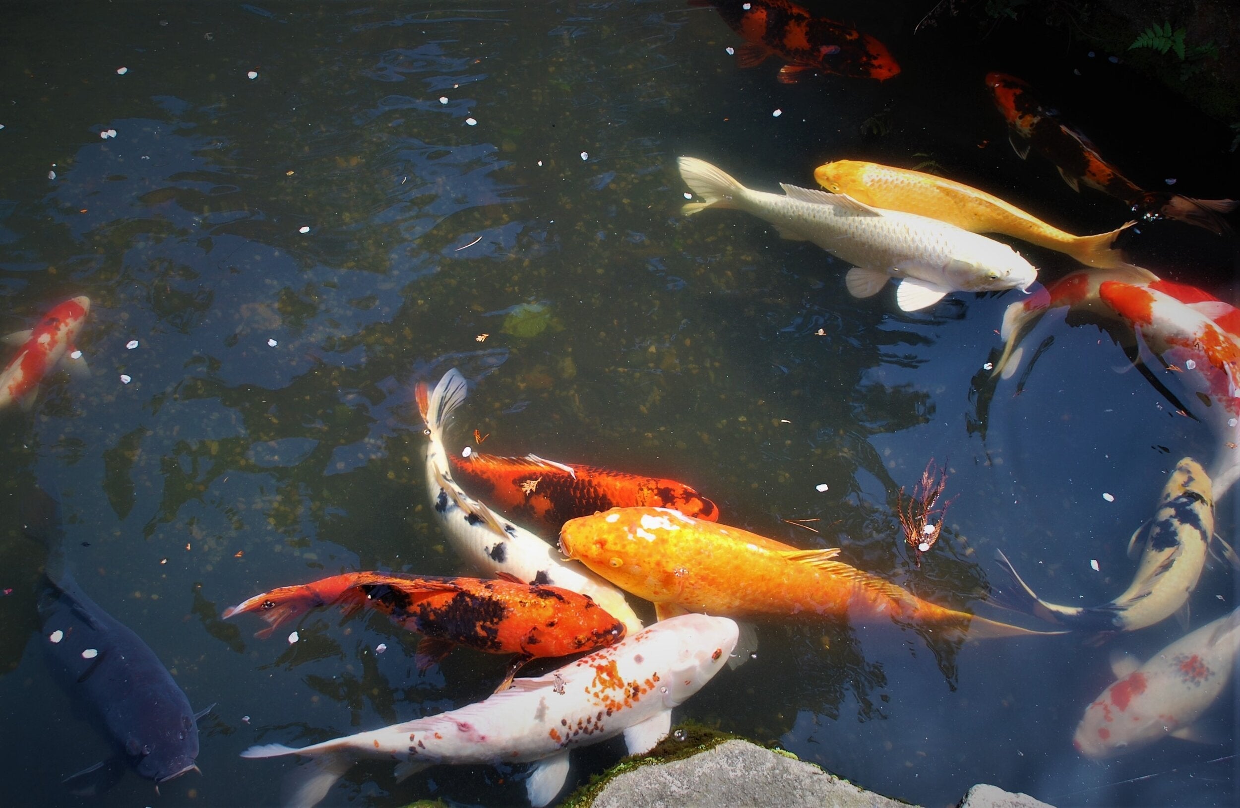 Koi Chronicles: A Year of Lessons in Raising Living Jewels