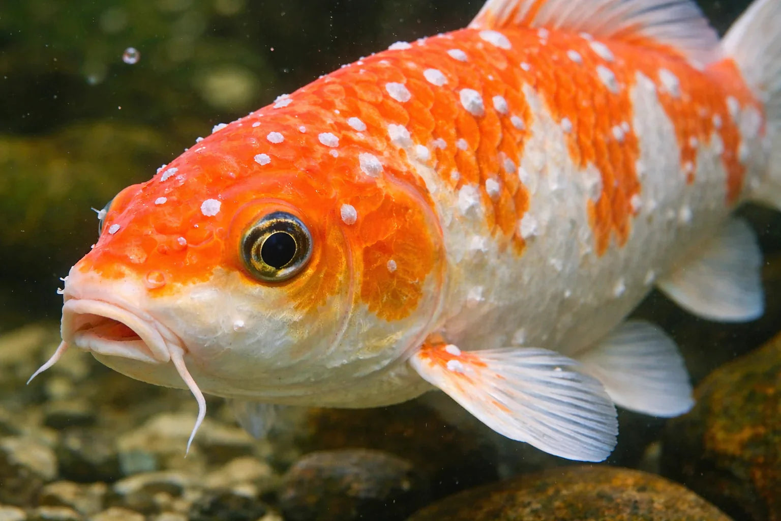 Common Koi Diseases Identification Guide: Practical Emergency Treatments From Ich to Dropsy