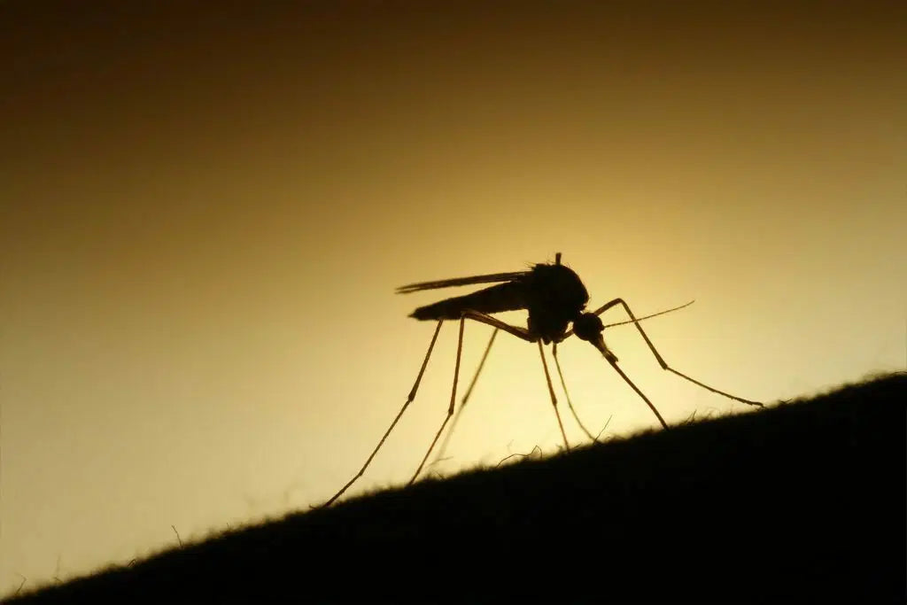 More Than Just Sprays: Gear Details That Keep Bugs Completely at Bay