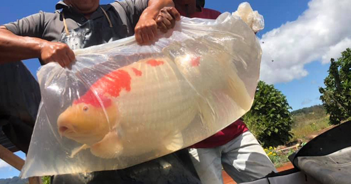 🐟 Safe Travels for Your Koi: The Complete Guide to Koi Transport and Handling