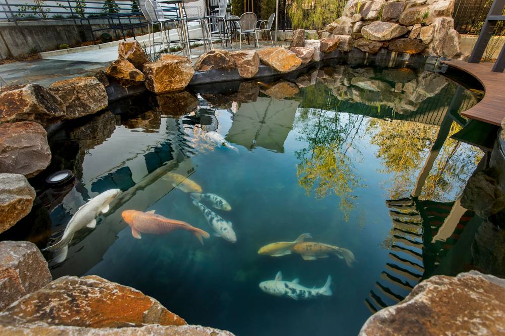 Koi Fish Keeping for Beginners: 5 Essential Steps to Build a Perfect Backyard Ecosystem Pond