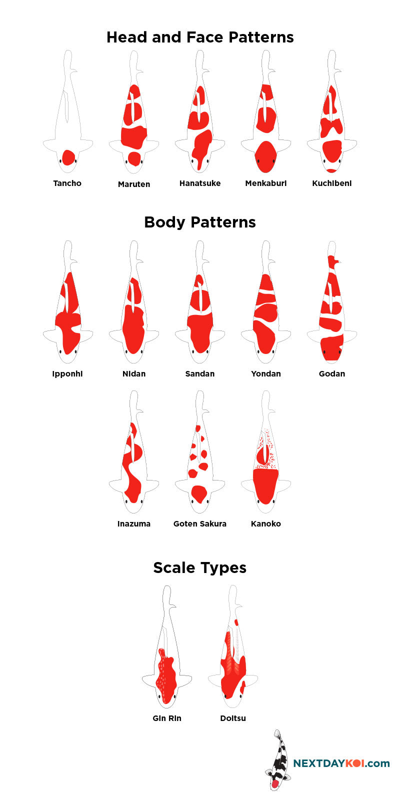 From Kohaku to Showa: A Complete Guide to Appreciating the Three Core Koi Bloodlines