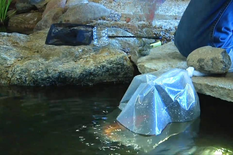 Koi’s First Week in the Pond: How Proper Water Acclimation Dramatically Reduces Mortality