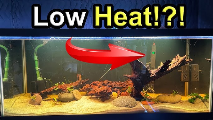 Troubleshooting Aquarium Heaters: Common Problems and How to Fix Them