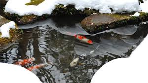 The Ultimate Winter Survival Guide for Koi: How to Keep Your Fish Safe in the Cold