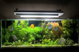 From Forest Ecosystems to Fish Tanks: The Surprising Power of Aquarium UV Sterilizers in Controlling Green Algae