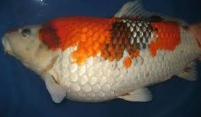 Koi Health 101: Common Diseases and Proven Prevention Methods