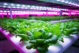 Photonics Economics in Plant Factories: Adjustable-Spectrum LED Lighting Reduces Lettuce Energy Costs to $0.8 per Kilogram