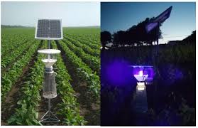 The Insect Disruption Light Source War: 589nm Pulsed Traps Boost Rice Field Lepidoptera Pest Capture Rates by 17 Times