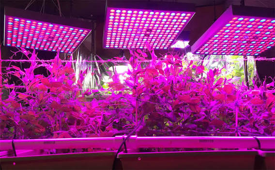 Indoor Plants’ “Sunlight Charging Station”: The Science Behind UV Lights in Modern Gardening