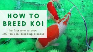 Koi Fish Breeding Log: The Complete Process from Selecting Fish to Spawning