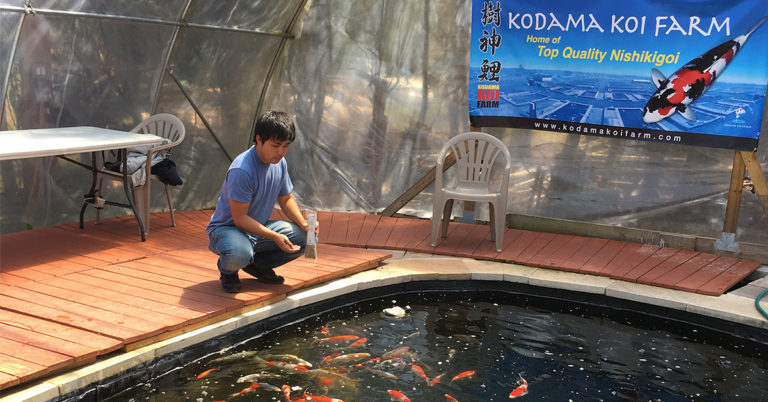 Koi Behavior Science: How to Predict Hidden Health Problems Through Swimming Patterns