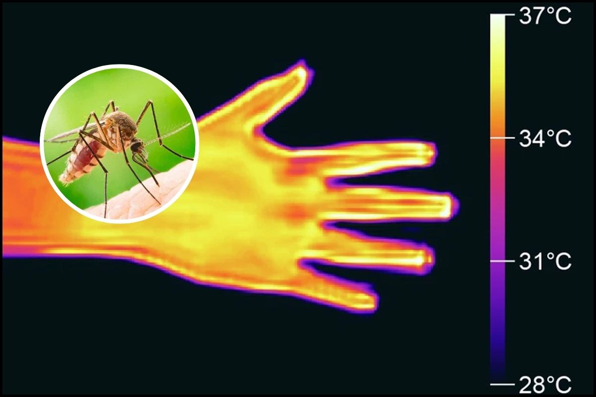 Hardcore Science Explained: How Mosquitoes Use Heat and Carbon Dioxide to Find You