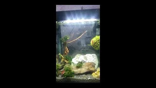 Great aquarium 2