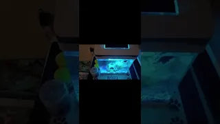 Perfect Tank for 1 Fish!