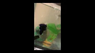 Very good, before that my Betta looked tired and bored but now he’s happy and energy 2