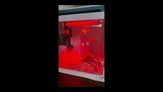 The entire family loves this fish tank