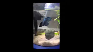 I love the cascade do not disturb the betta