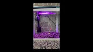 Great little tank for bettas or GloFish