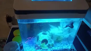 Perfect Tank for 1 Fish!