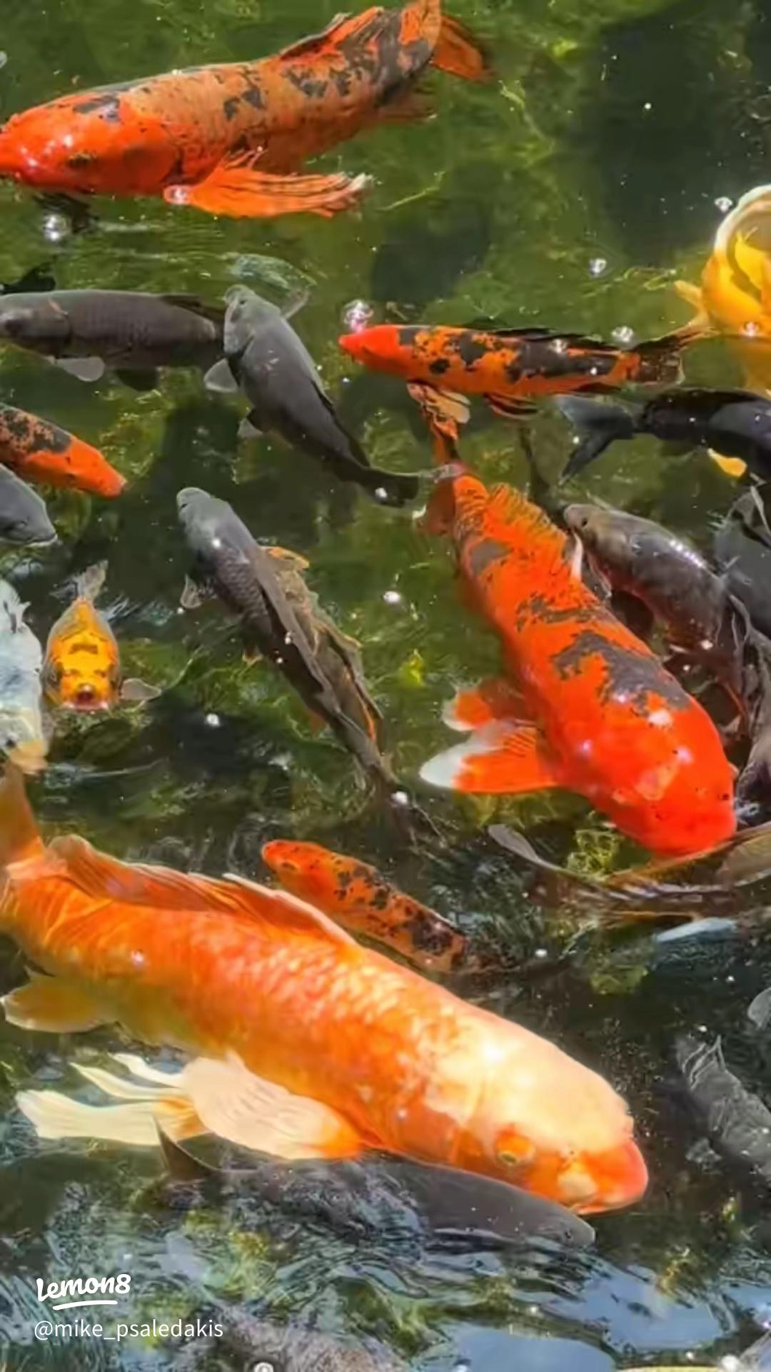 Koi Pond Construction “Avoid the Pitfalls” Guide: Design Flaws That Can Make Your Koi Frequently Sick