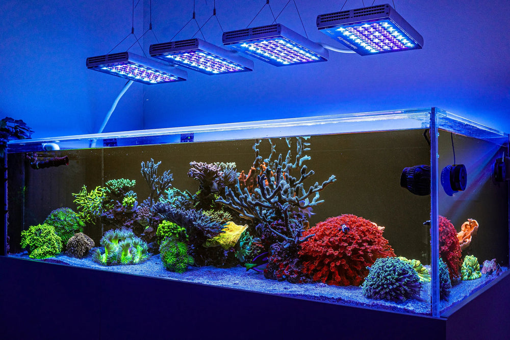 Underwater Photography Light Magic: Depth-Resistant 200-Meter Ocean Sp