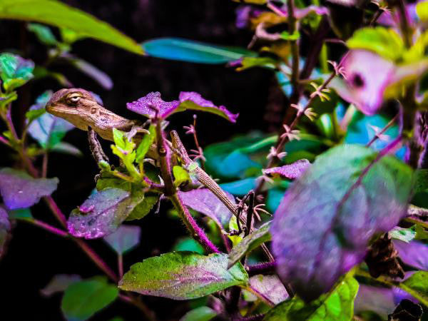 The Alchemy of Light: How UV Lamps Unlock Vitamin D3 Synthesis in Reptiles