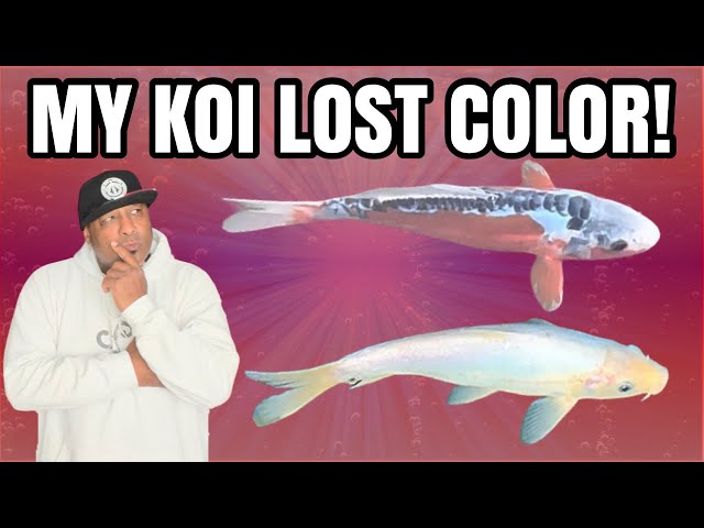 Why Do Koi Suddenly Turn White or Lose Color? Causes and Solutions