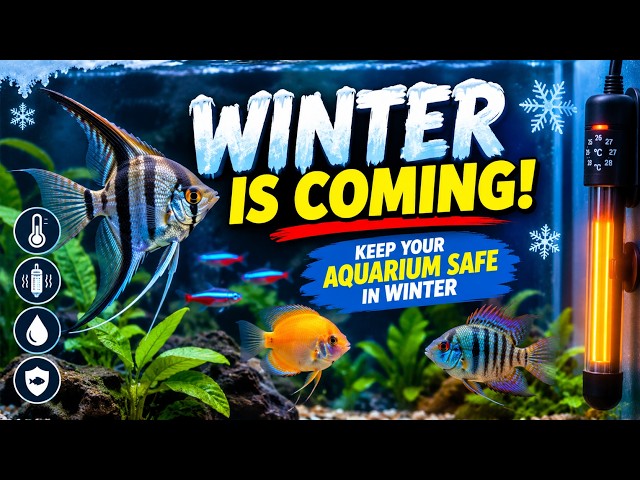 Don’t Let Cold Air Harm Your Fish! 5 Common Winter Aquarium Insulation Mistakes to Avoid