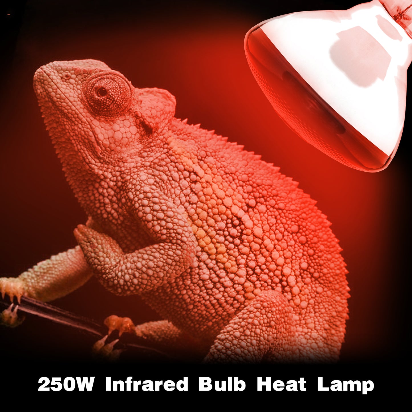COOSPIDER Heat Lamp Red Infrared Light Bulbs PAR38 250 Watts Fits E26 E27 Base 250W As Chickens Brooder Heat Light for Multi-Application Scenario(250W)