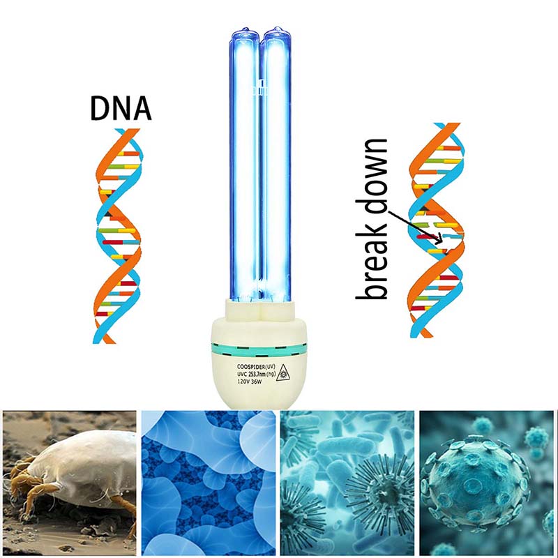 UVC Germicidal Bulb 36W E26 Screw Socket 120V, Sterilization rate 99.99% Used for  Kill Germ (Replace Bulb/Ozone-free CTUV-36)